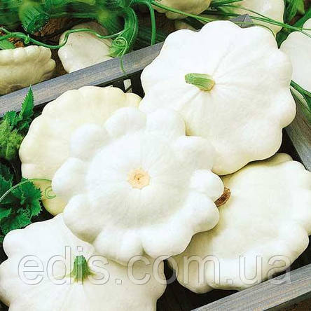 Патісон Білий Диск 2 г, насіння Яскрава, фото 1