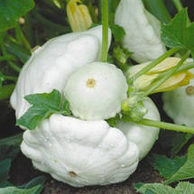 Патісон Білий Диск 2 г, насіння Яскрава, фото 5