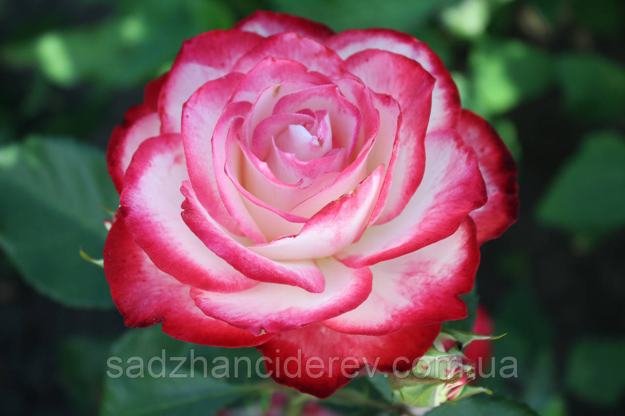 Саджанці троянд Ювілей Принца Монако (Jubile du Prince de Monaco), фото 1