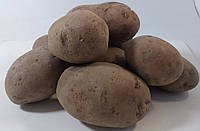 Насіння картоплі '' Санібель '' 1 кг EUROPLANT