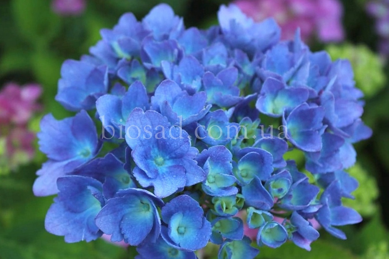 Гортензія Blue Danube (Hydrangea Blue Danube) 3-х річна