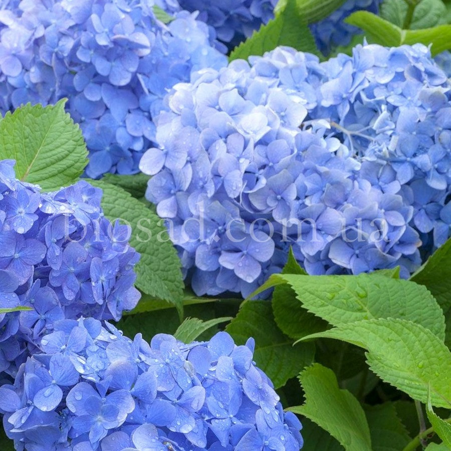 Гортензия Blue Danube (Hydrangea Blue Danube) 3-х летняя - фото 2 - id-p1589767962