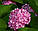 Гортензія Freudenstein (Hydrangea Freudenstein) 3-х річна, фото 2
