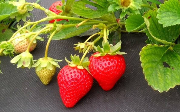 Клубника ремонтантная ампельная 3шт."Клеттер Стар" (ID#1589846730 ...