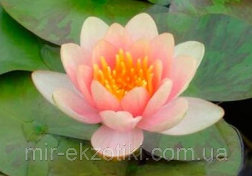Німфея «Аврора» (Nymphaea «Aurora») (молода рослина, поділка)