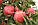 Яблуня Горець (Джонагоред, Джонагоред Моренс Супра) ЗКС, фото 2