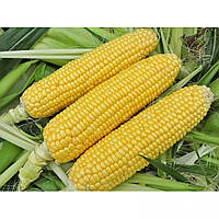 Семена сахарной кукурузы Иммитатор F1, 1000сем, Внис