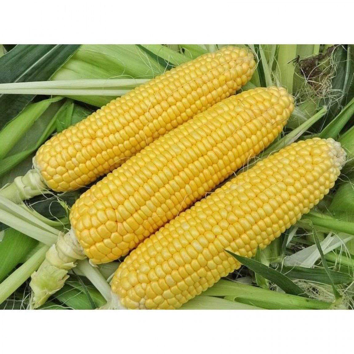 Семена Кукурузы Мраморная Купить В Керчи