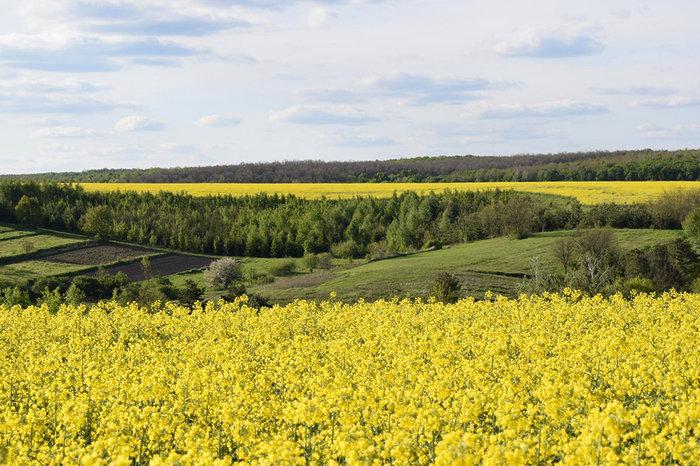 Насіння озимого ріпаку Маркус. (1,5млн/насіння). Без ГМО 2021