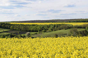 Насіння озимового ріпакугарт 2021
