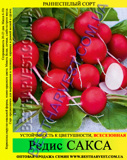 Насіння редиски Сакса 1 кг