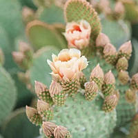 Аромаолия "Exotic Cactus", 10 г