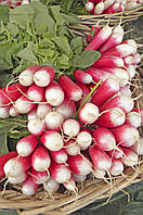 Насіння редису 18 Днів (0,5кг), GSN