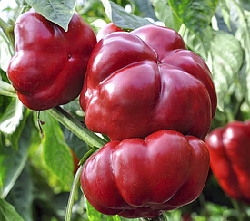 Перець Тореадор Ред 0,2 г насіння раннього товстостінного солодкого і відмінного перцю для фарширування і консервації