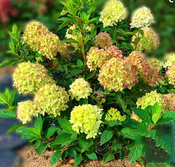 Гортензія Котон крем "Hydrangea pan. Living Cotton Cream" 5ти річні C8, фото 2