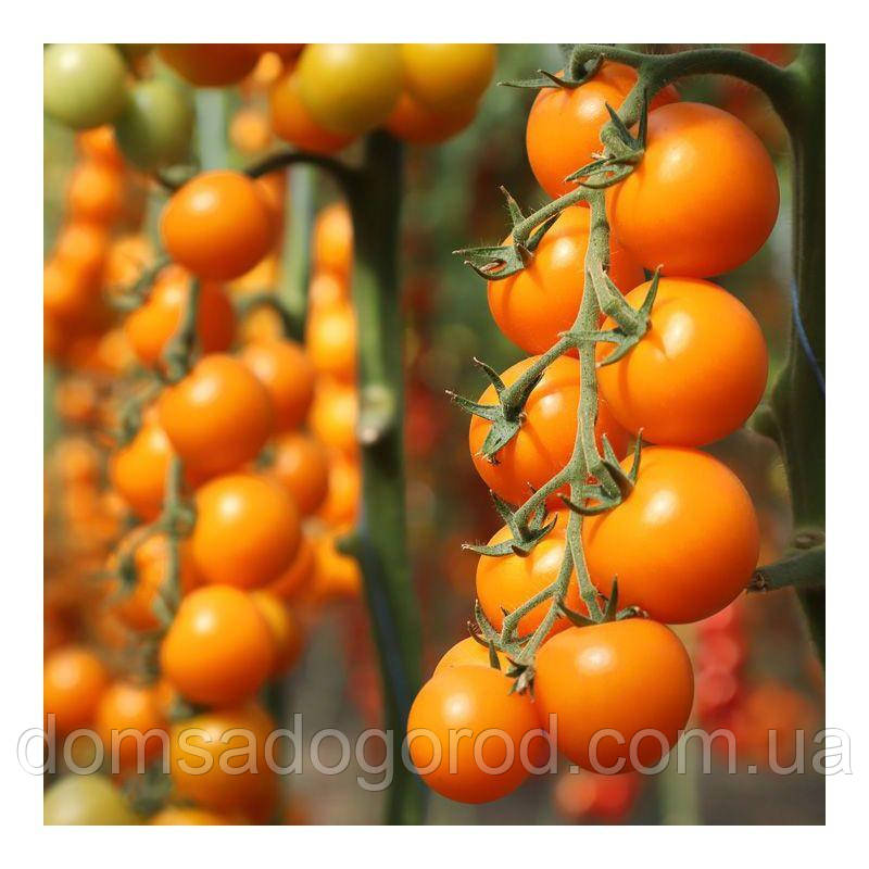 Насіння томатів (помідор) KS 1549 F1 100 шт