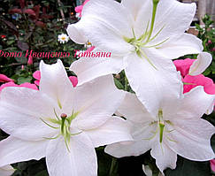 Лілія Каса Бланка (Casa Blanca) Величезні квіти