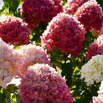 Гортензія Штамб Лівінг Пінк Розе (Living Pink Rose) С8, фото 2