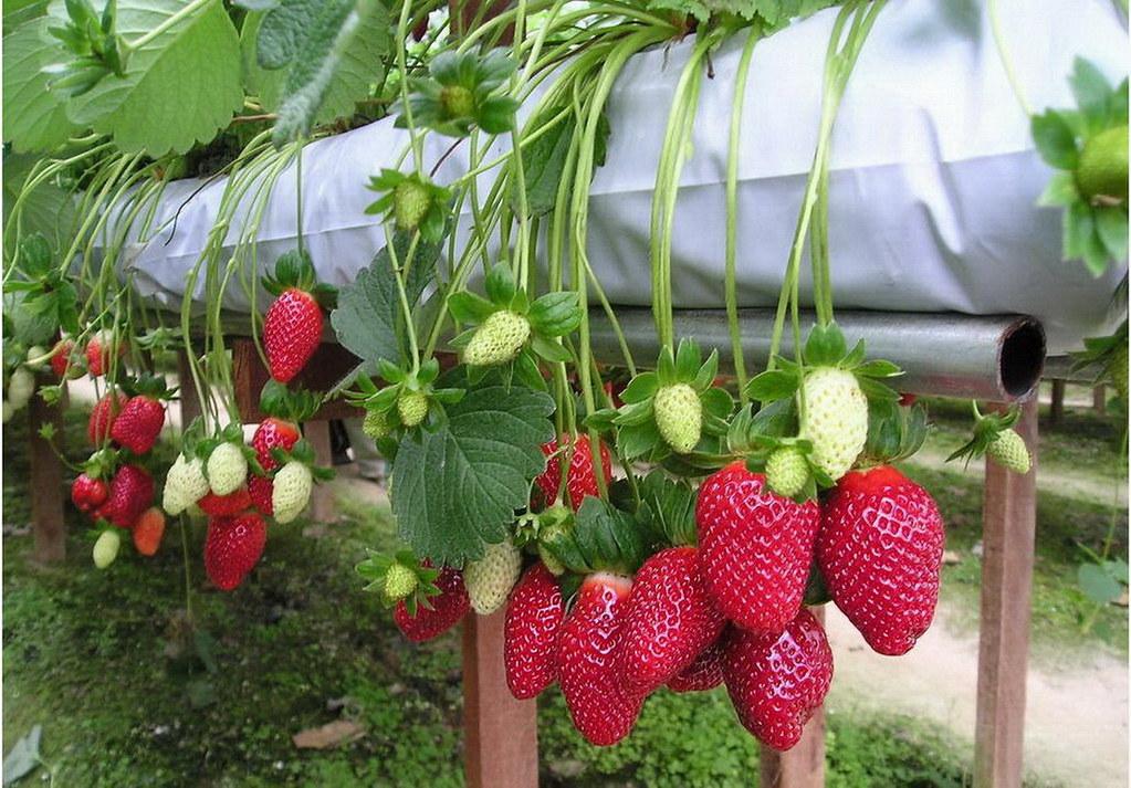 Полуниця 3 шт. ампельна ремонтантна "Домашній делікатес", фото 1