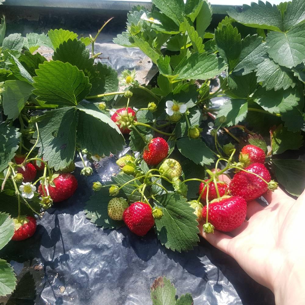 Полуниця ремонтантна ампельна 3 шт. "Королева Єлизавета II", фото 1