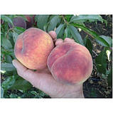 Персик сорт «Лаурол»(пізній), фото 2