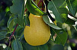Груша «Медова», фото 2