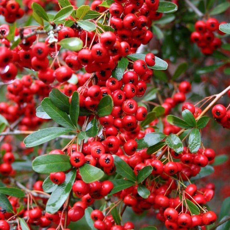 Пірасанта Ред Колумн (Red Column), фото 1