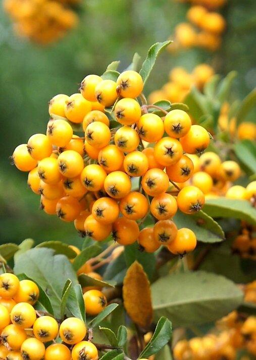 Піраанта "Golden Charmer", фото 1