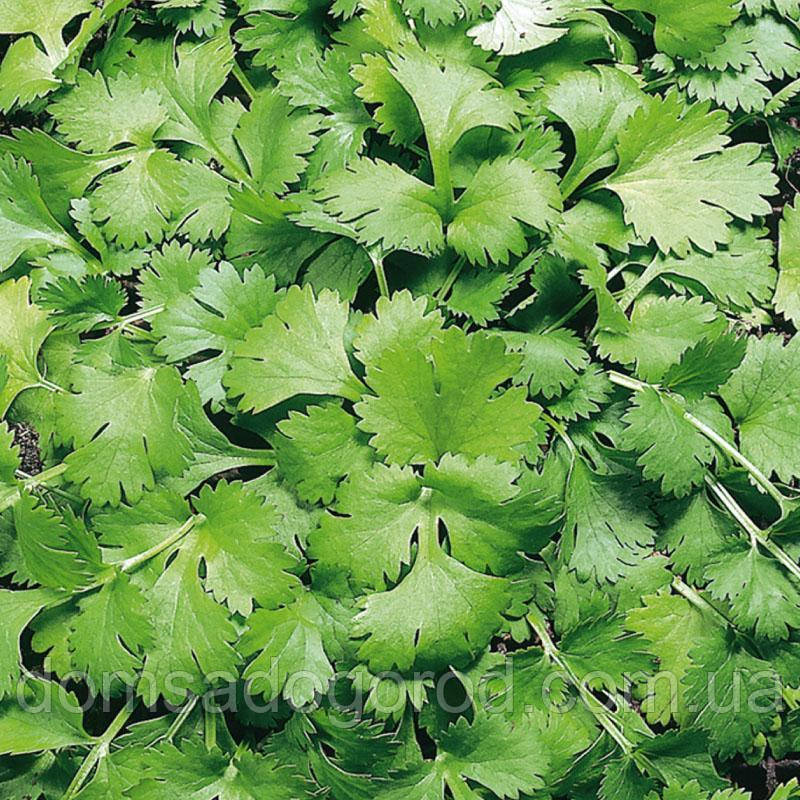 Коріандр Кін-дза-дза 100 г Breeding Seeds