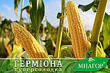 Цукрова кукурудза Герміона F1, 20 000 насінин на 30 соток, 71-73 днів, ранньостиглий, фото 2