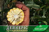 Насіння цукрової кукурудзи Дейнерис (Барселона) F1, Sh2-тип, 100 000 на 1.5 га, ультраранній 65-68 днів, фото 4