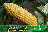 Цукрова кукурудза Джамала F1, Sh2-тип, 1000 насіння на 1.5 сотки, 73-75 днів, фото 3