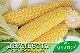 Цукрова кукурудза Джульєтта F1, Sh2-тип, 200 насінин на 30 м2, 80-83 днів середньостиглий, фото 2