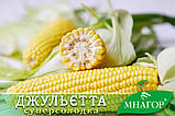 Цукрова кукурудза Джульєтта F1, Sh2-тип, 200 насінин на 30 м2, 80-83 днів середньостиглий, фото 3