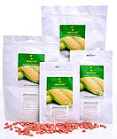 Цукрова кукурудза Джульєтта F1, Sh2-тип, 200 насінин на 30 м2, 80-83 днів середньостиглий, фото 5