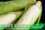 Цукрова кукурудза Білий Кролик F1, Sh2-тип, молочно-біле зерно, 200 насінин на 30 м2, 78-80 днів, фото 4