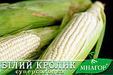 Цукрова кукурудза Білий Кролик F1, Sh2-тип, молочно-біле зерно, 200 насінин на 30 м2, 78-80 днів, фото 6
