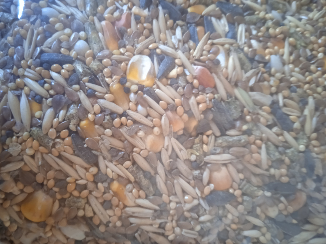 Ласощі для дрібних папуг 2.5 кг, фото 1