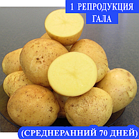 Семенной картофель Ранний посадочный картофель голландский Семенная картошка сорта ГАЛА 1 репродукции