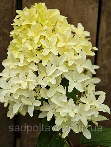 Гортензія Скайфолл (Hydrangea pan. Skyfall) Р9, фото 2