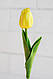 Тюльпан, 32 см, фото 3