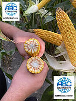 Насіння кукурудзи Андрес ФАО 350. Гібрид кукурудзи Андрес 140ц/га. Фракція 4. Вага 17-18кг. #кукурудзаандрес, фото 5