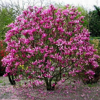 Магнолія лауреат Magnolia Susan 3
гойна, фото 4