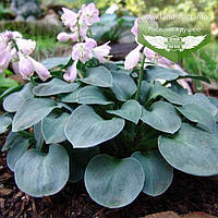 Hosta 'Blue Mouse Ears', Хоста 'Блу Маус Ерз',C2 - горщик 2л