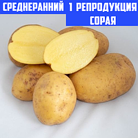 Семенной картофель Ранний посадочный картофель голландский Семенная картошка сорта СОРАЯ 1 репродукции
