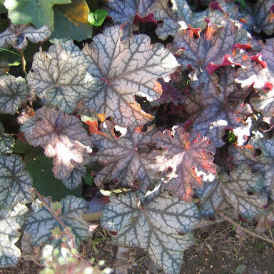 

Гейхера фростед чоколат, Heuchera Frosted Chocolate