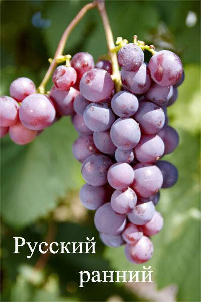 

Саженцы винограда Русский ранний Черенок