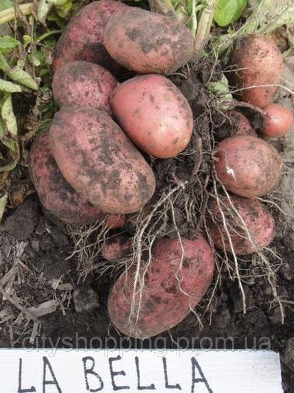 Семенной картофель Ранний посадочный картофель голландский Семенная картошка сорта ЛАБЕЛЛА 1 репродукции - фото 3 - id-p1592378376