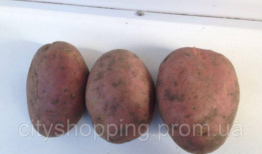 Семенной картофель Ранний посадочный картофель голландский Семенная картошка сорта ЛАБЕЛЛА 1 репродукции - фото 5 - id-p1592378376