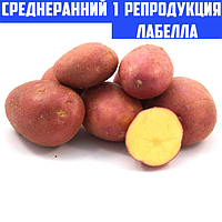 Семенной картофель Ранний посадочный картофель голландский Семенная картошка сорта ЛАБЕЛЛА 1 репродукции